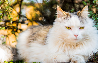 Obraz premium The green-eyed cat is heated on the sun in a spring garden