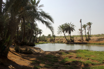 An Oasis in desert 