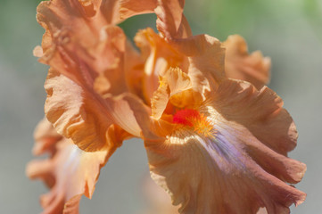 Fototapeta na wymiar Flower head of Tall Bearded Iris Dodge City macro