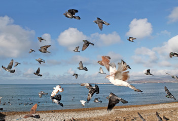 Obraz premium birds fly over the sea