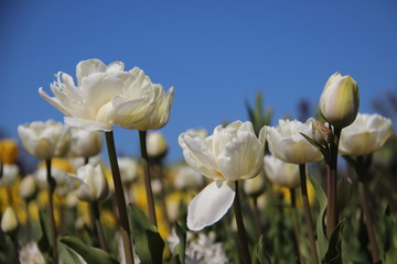 Obraz premium White Tulips Blooming In Spring Flowers Garden With Clear Blue Sky And Warm Sunlight In Europe