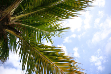 Palm tree leaves on the blue sky