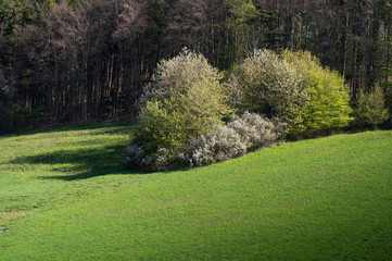 Fototapeta na wymiar Spring landscape in Moravia. South Moravia, Czech Republic.