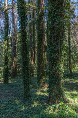 At a Park near an Abandoned Villa in Southern Italy