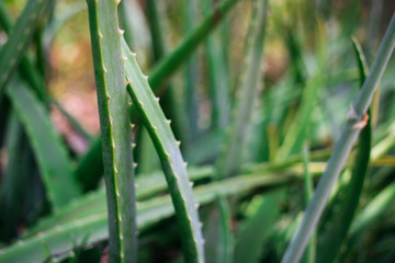 Aloe plant side view close up