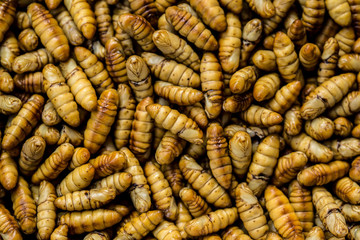 Caterpillar, Mealworm, Maggot, Worm, Fishing Bait