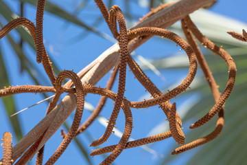 palm flowers growing along the branches of a palm tree in sky background