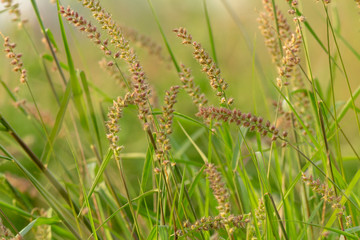 Weed flower, gold beard grass