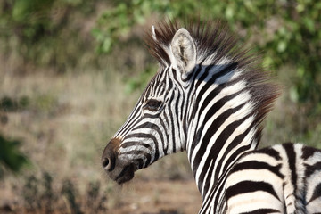 Steppenzebra / Burchell's Zebra / Equus burchellii...