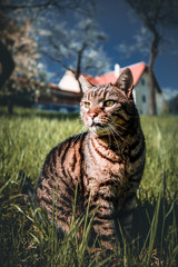 adult domestic cat lying in grass. suitable for animal, pet and wildlife themes