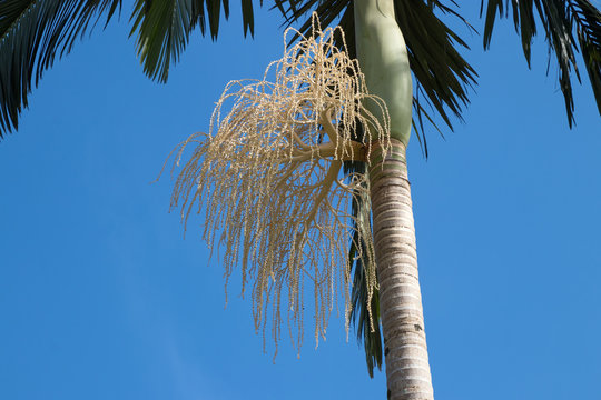 Palmenblüte - Archontophoenix cunninghamiana