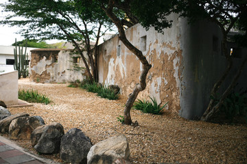 Divi-divi tree with old building on a back