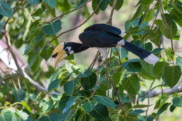 Wild great Hornbill (Buceros bicornis) perched on a branch of tree. Beautiful jungle hornbill, wildlife scene from nature.