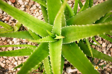 Aloe vera plant top view