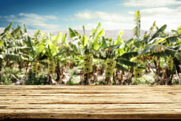 Bananas plantation and wooden table of free space for your decoration. 