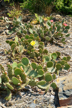 opuncia cactus texture