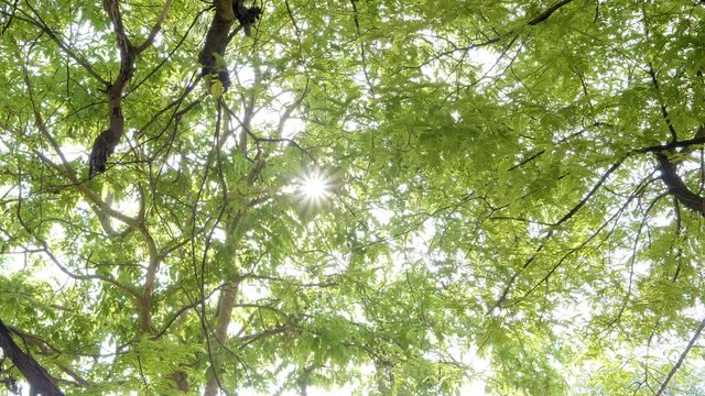 Closeup nature view of green leaf, tree and sunlight. background natural green