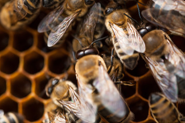 Bees in hive.Apiary.Macro.Insect