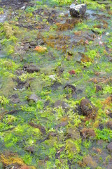 Rock pool at low tide full of various brown and green seaweeds and algae.