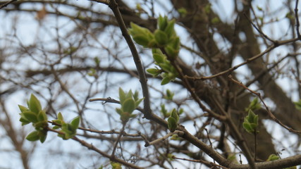 Youn spring branches with small leaves