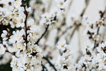 Beautiful spring flowering of apricots, natural blurred background, selective focus.
