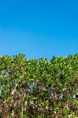Fototapeta na wymiar green bush against the blue sky on the whole frame