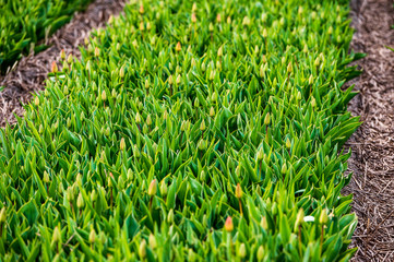 Green field of tulips still growing