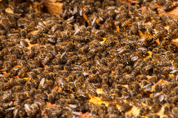 Bees in hive.Apiary.Macro.Insect