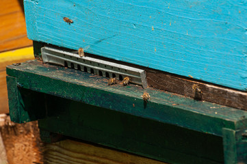 Bees in hive.Apiary.Macro.Insect
