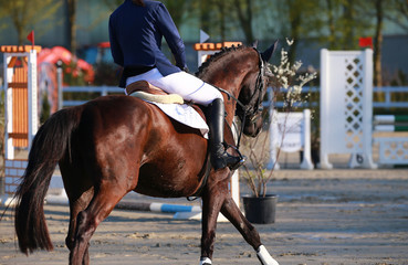 Horse in jumping tournament with rider, photographed from behind in a gallopade in close-up..
