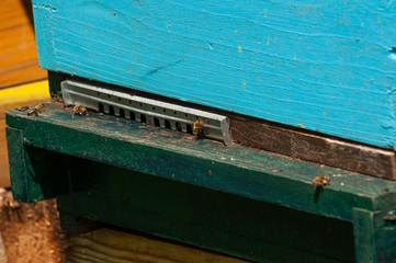 Bees in hive.Apiary.Macro.Insect