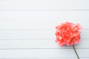 Pelargonium, garden geranium, rose geranium Flower on white wooden background with copy space. selective focus - obrazy, fototapety, plakaty
