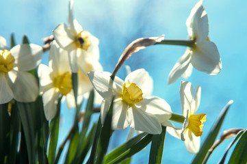 White  and yellow  daffodils flowers on a blue sky background