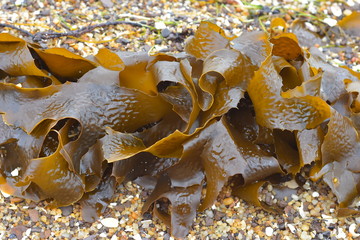 Detail of frond of brown kelp Ecklonia radiata on coarse beach sand. © Daniel Poloha