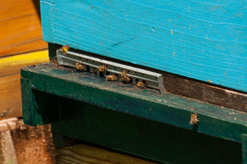 Bees in hive.Apiary.Macro.Insect