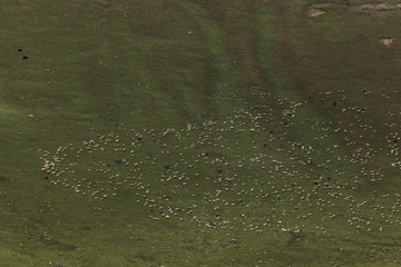 herd of sheep grazing on green meadows in the mountains of the Caucasus