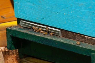 Bees in hive.Apiary.Macro.Insect
