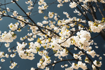 Blüte der wilden Kirsche / Kirschblüte