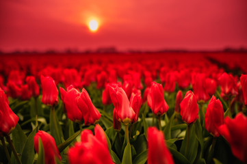 field of red tulips in red sunset