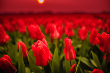 Field of red tulips under dark red sky