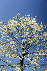 Blüte der wilden Kirsche / Kirschblüte