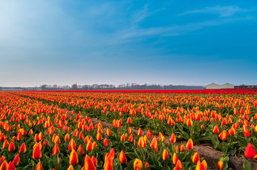 field of red and yellow tulips in netherlands