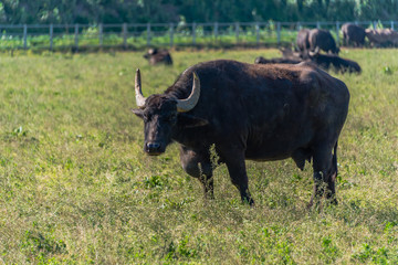 Water Buffalo in Southern Italy