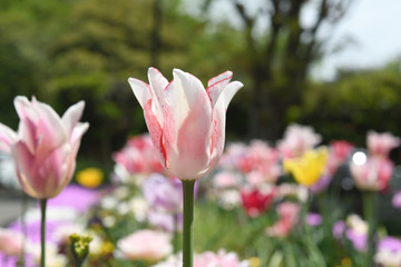 チューリップの花