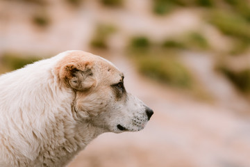 Fototapeta premium the sad white dog in the nature