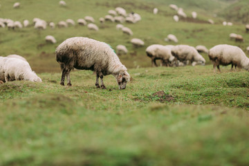 herd of sheep grazing on green meadows in the mountains of the Caucasus in foggy day