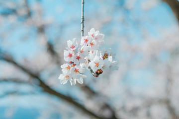 Beautiful cherry blossom sakura in spring time  in Japan.