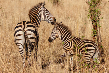 Fototapeta na wymiar Zebra Mother and Child