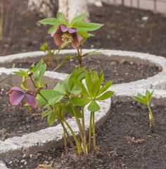 blooming hellebore on a flowerbed
