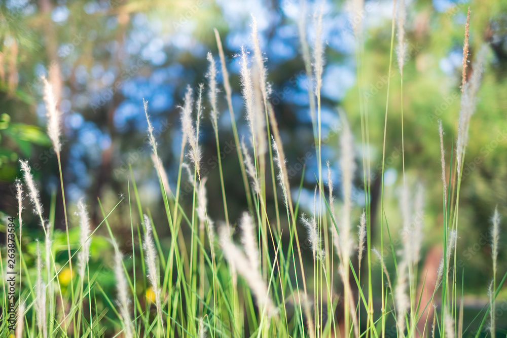 Sticker Feather Grass or Needle Grass in field with sunlight and red lane in background, Selective focus